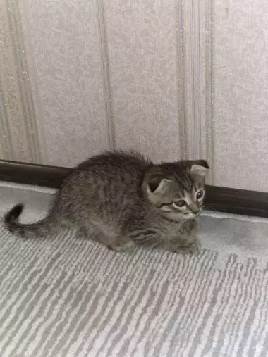 Scottish fold o'g'il bola