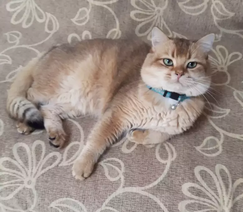 Британский кот золотая шиншилла приглашает кошек на вязку