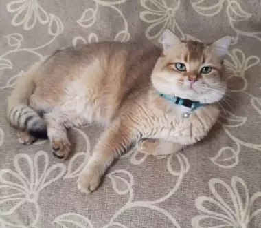 Британский кот золотая шиншилла приглашает кошек на вязку