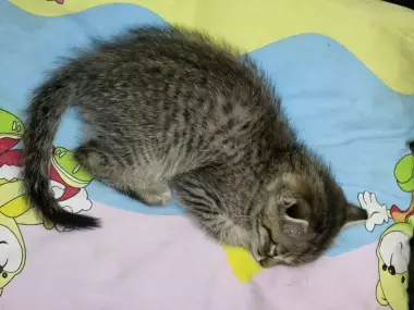 Scottish fold o'g'il bola