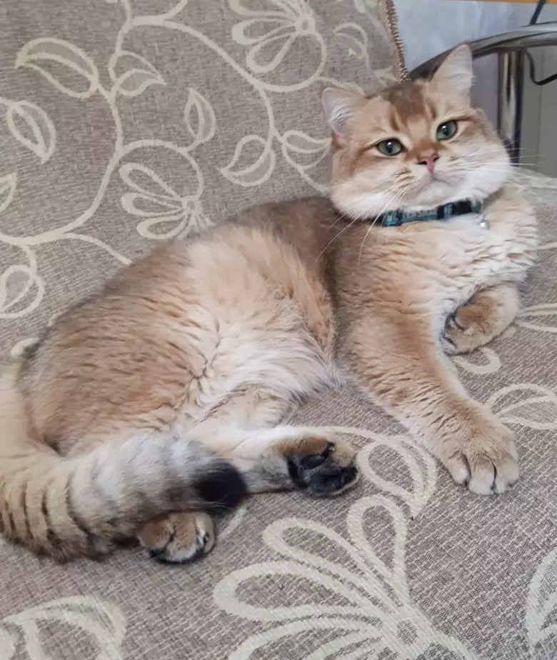 Британский кот золотая шиншилла приглашает кошек на вязку