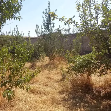 Shamsiobod Pabeda yer sotiladi