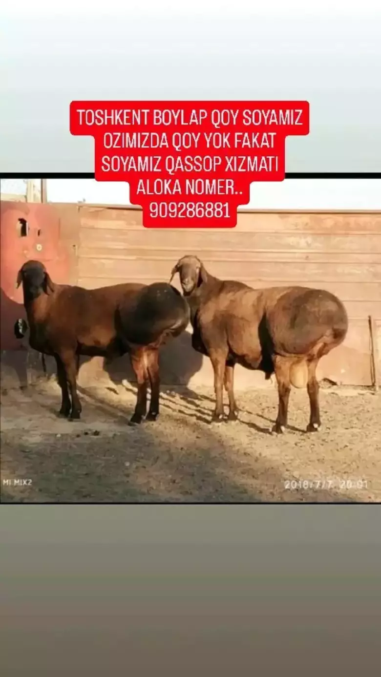 qassop xizmati toshkent boylap 24/7 biz fakat soyip chopi beramiz viziv 350 min