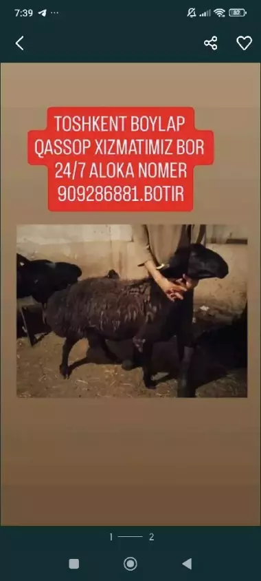 qassop xizmati toshkent boylap 24/7 biz fakat soyip chopi beramiz viziv 350 min