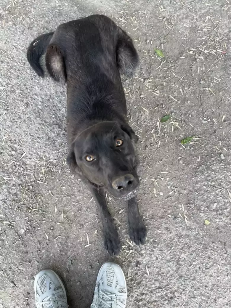 Отдам в добрые руки