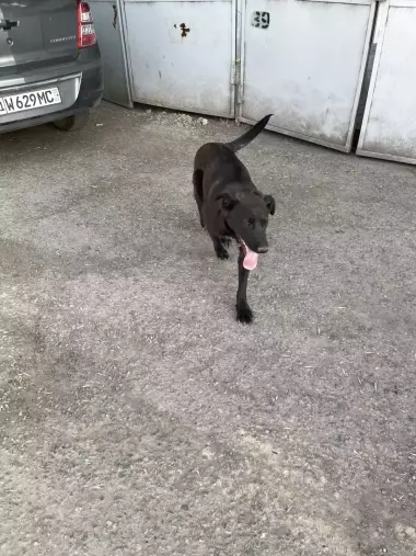 Отдам в добрые руки