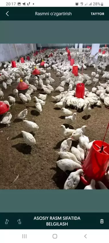 Tayyor Mol Bozori Sotiladi