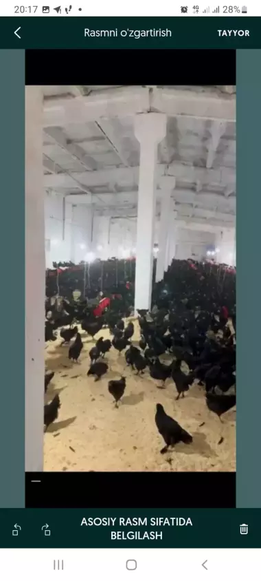 Tayyor Mol Bozori Sotiladi