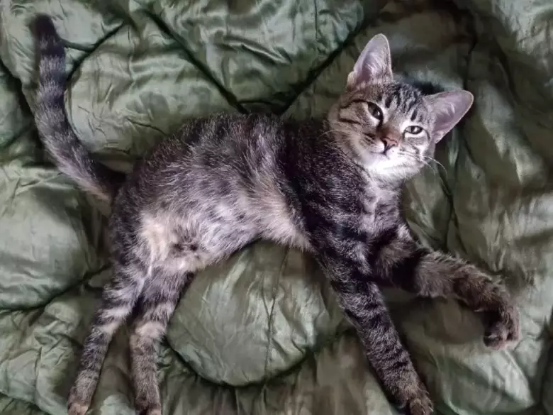 Кошка молодая 4 месяца домашняя, чистая, ласковая