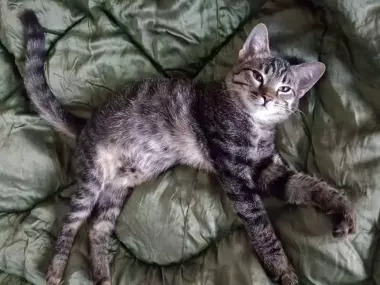 Кошка молодая 4 месяца домашняя, чистая, ласковая