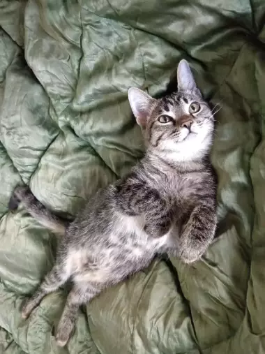 Кошка молодая 4 месяца домашняя, чистая, ласковая