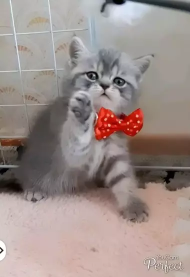 В продаже шикарные шотландские вислоухие котятки