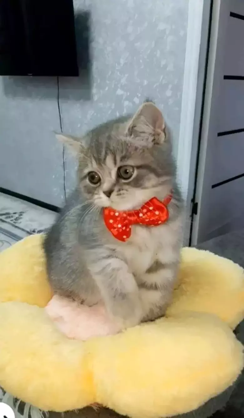 В продаже шикарные шотландские вислоухие котятки