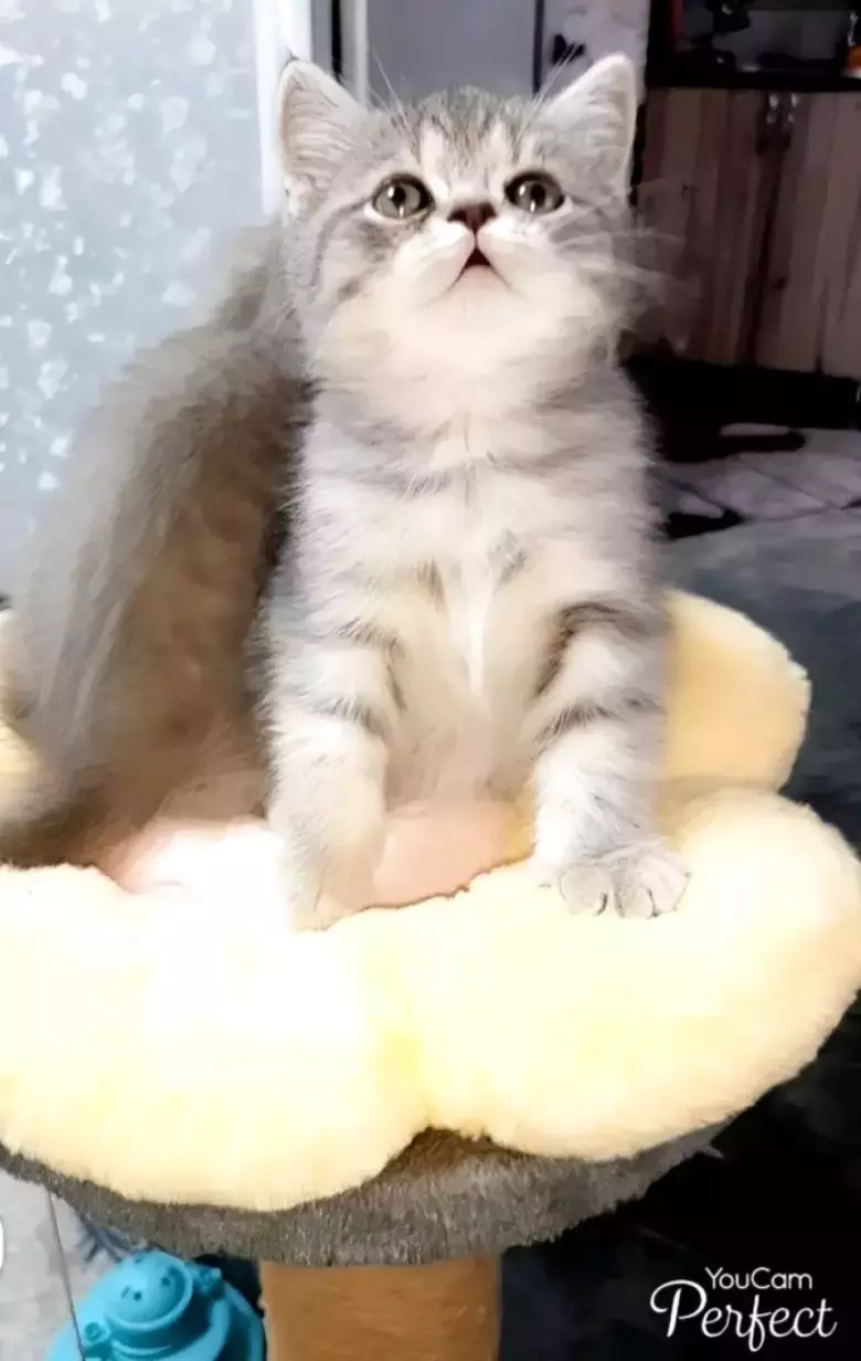 В продаже шикарные шотландские вислоухие котятки