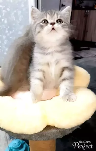 В продаже шикарные шотландские вислоухие котятки