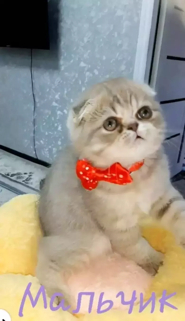 В продаже шикарные шотландские вислоухие котятки