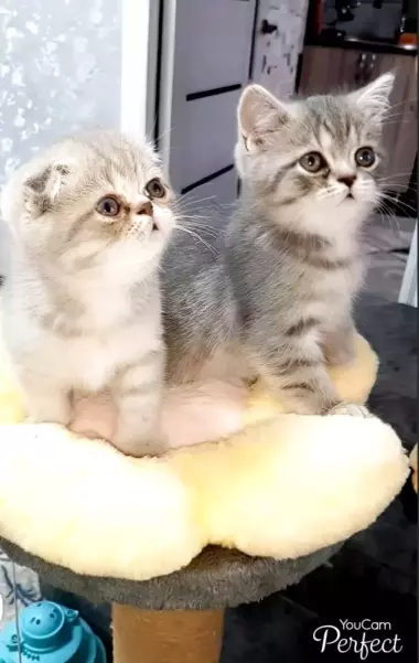 В продаже шикарные шотландские вислоухие котятки