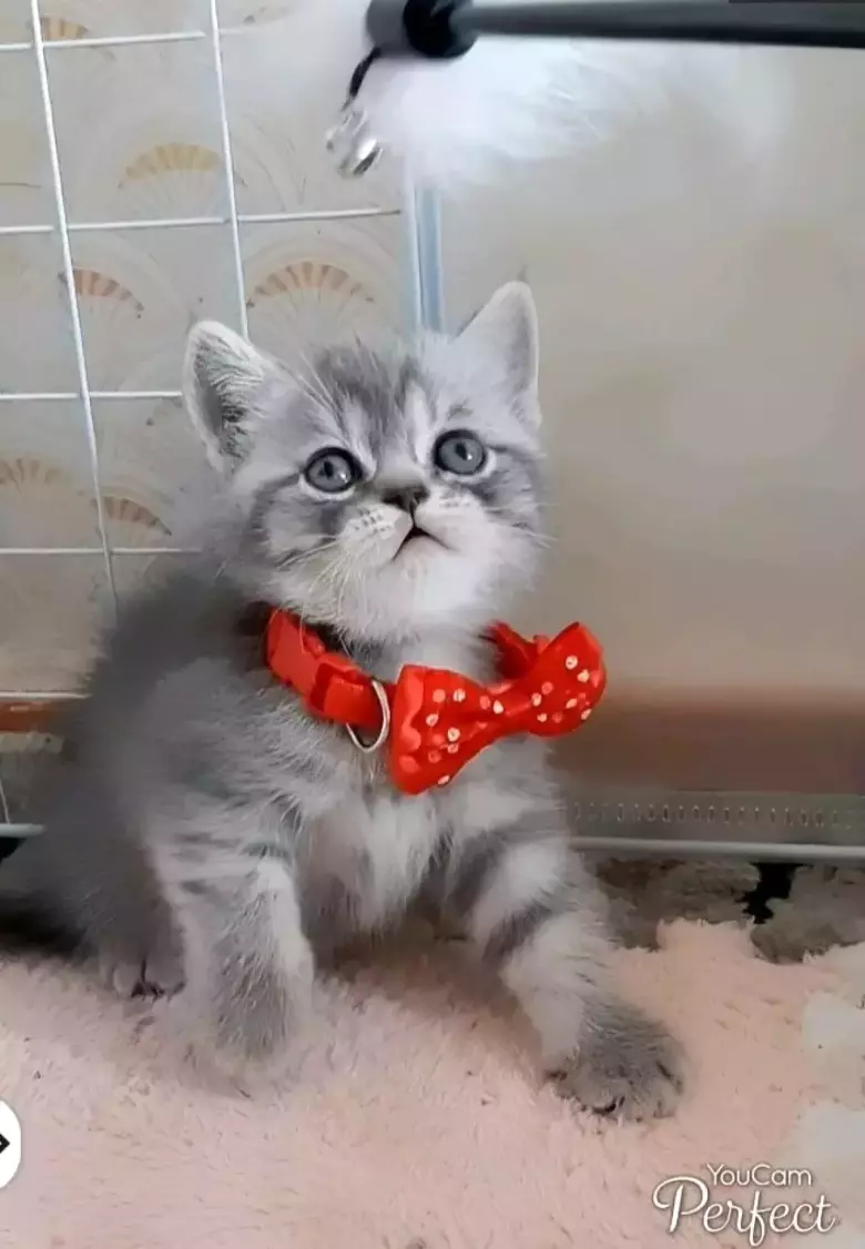 В продаже шикарные шотландские вислоухие котятки