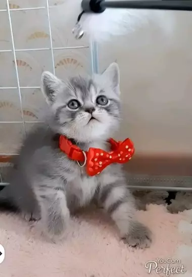 В продаже шикарные шотландские вислоухие котятки