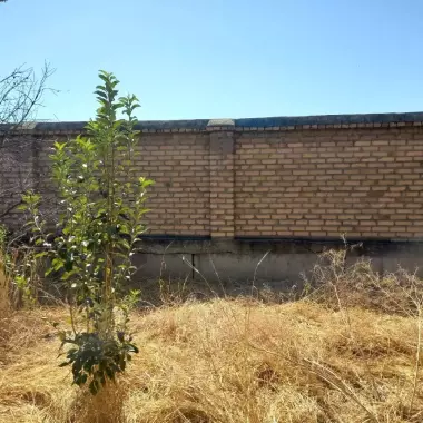 POBEDADA (SHAMSIOBOD ARKA) MAHALLA. MEVALI DARAXTLARI BOR