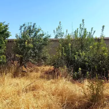 POBEDADA (SHAMSIOBOD ARKA) MAHALLA. MEVALI DARAXTLARI BOR