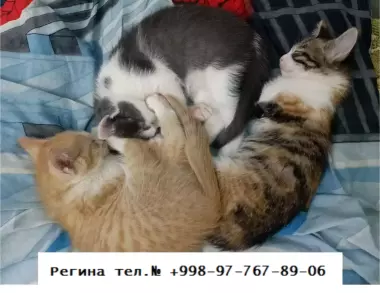 Котятки озорные и веселые