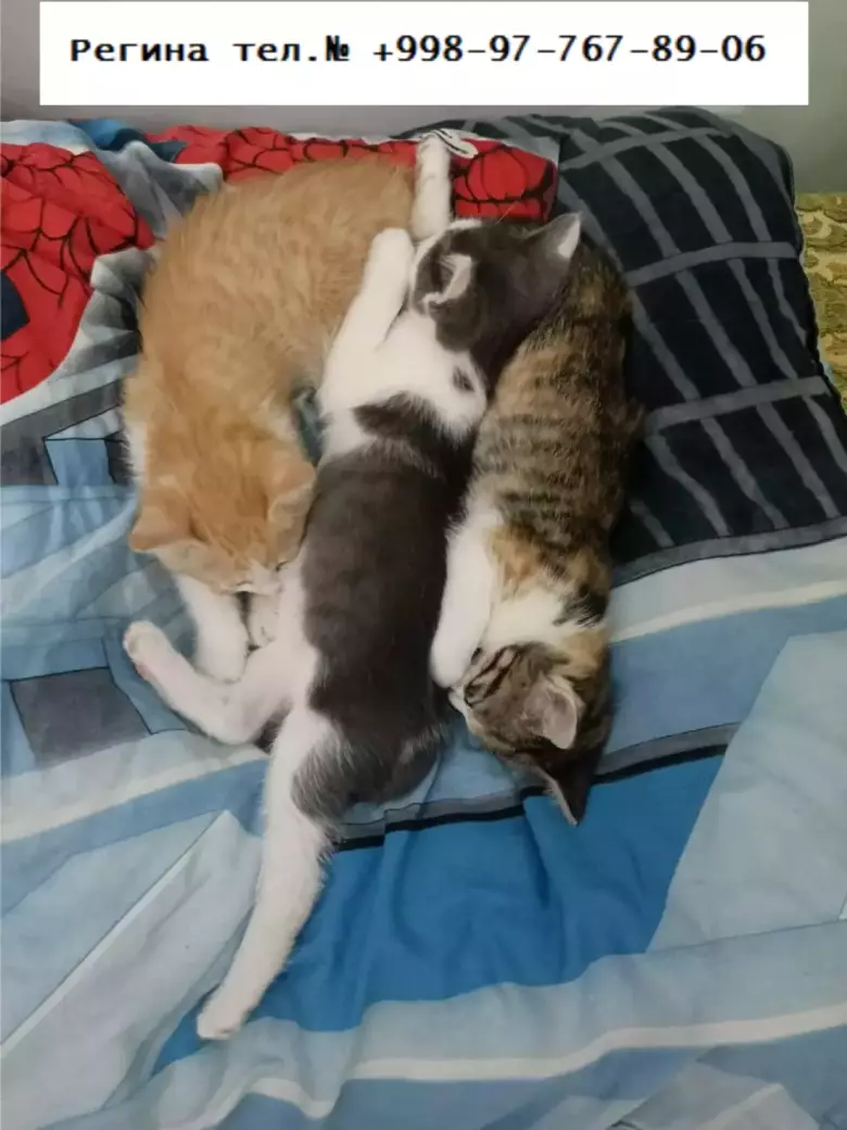 Котятки озорные и веселые