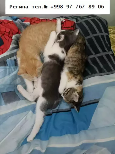 Котятки озорные и веселые