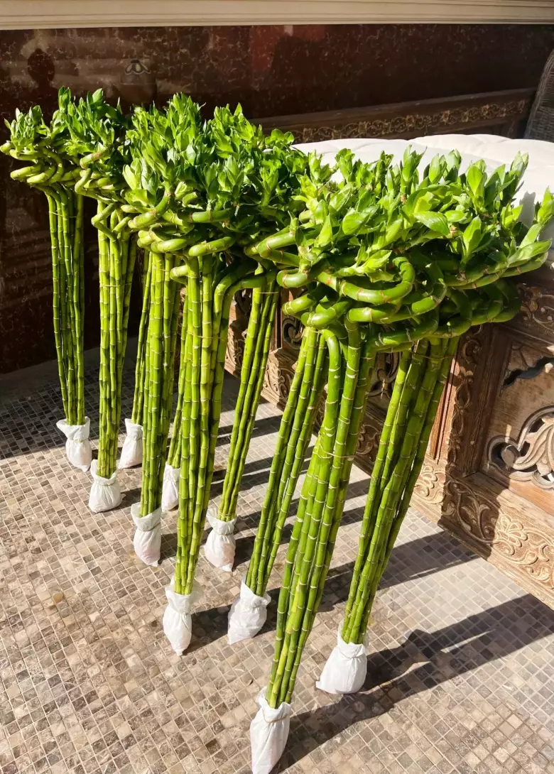 Бамбук Сандера