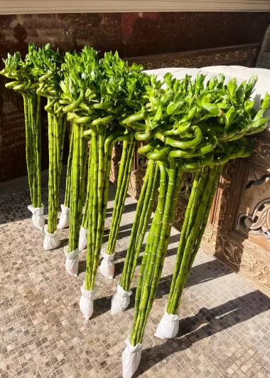 Бамбук Сандера