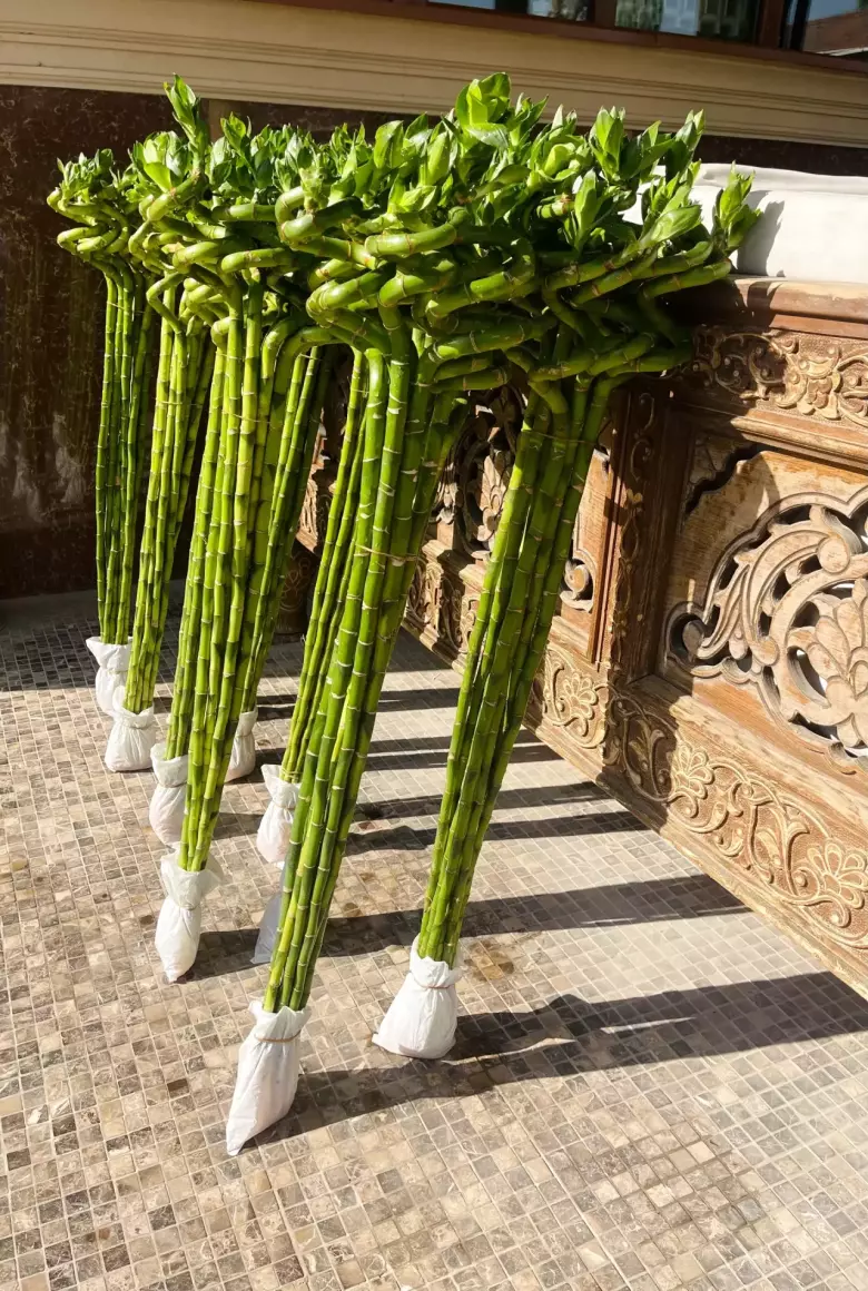 Бамбук Сандера