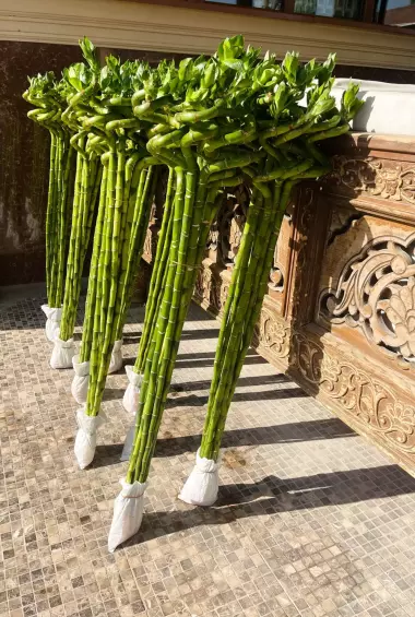 Бамбук Сандера