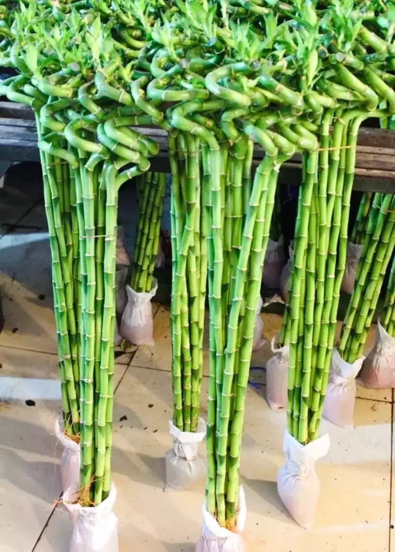 Бамбук Сандера