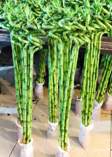 Бамбук Сандера