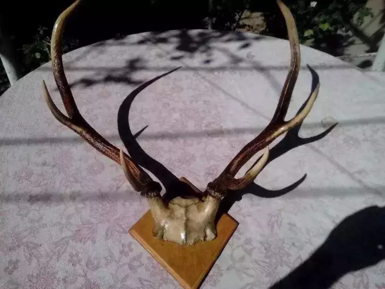 рога оленя 40-х годов