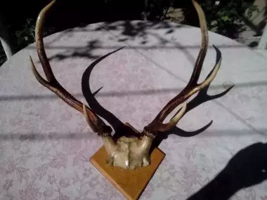рога оленя 40-х годов