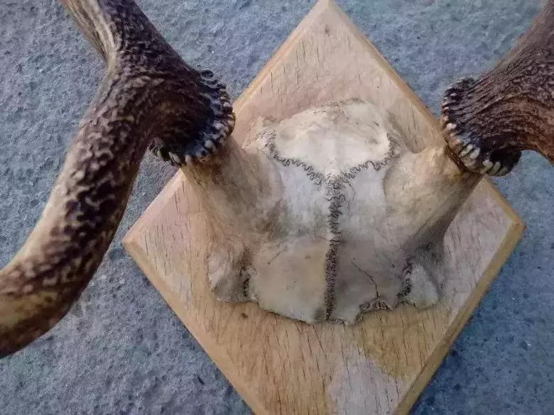 рога оленя 40-х годов