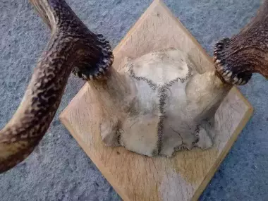 рога оленя 40-х годов