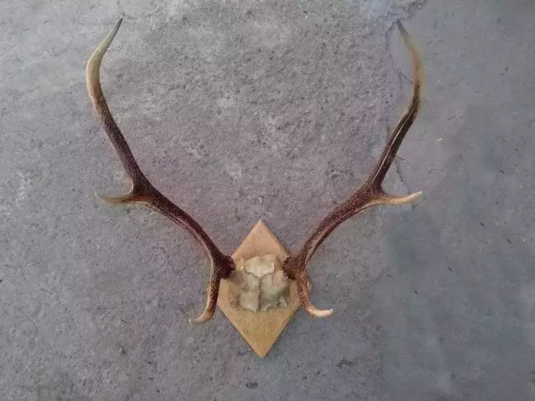 рога оленя 40-х годов