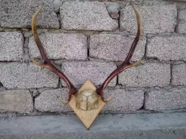 рога оленя 40-х годов