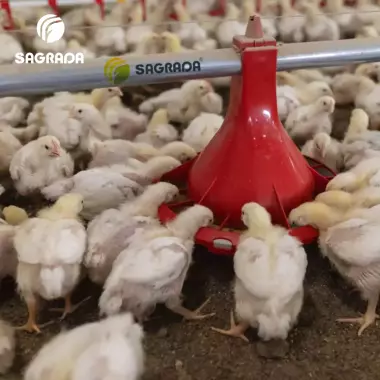 Автоматические кормушки для бройлеров bEST