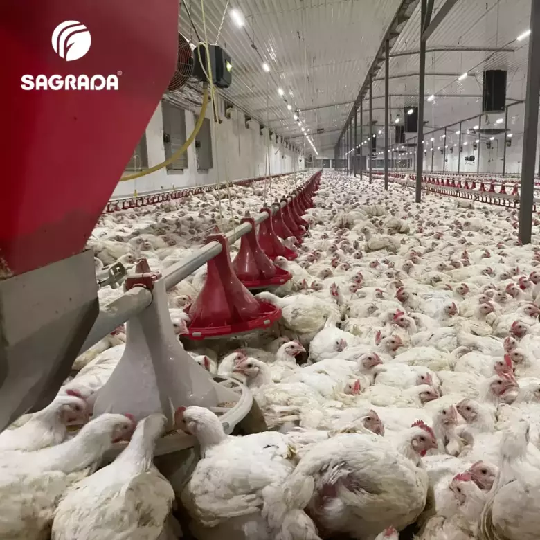 Линии кормления для бройлеров / Broyler tovuqlarini boqish liniyalari