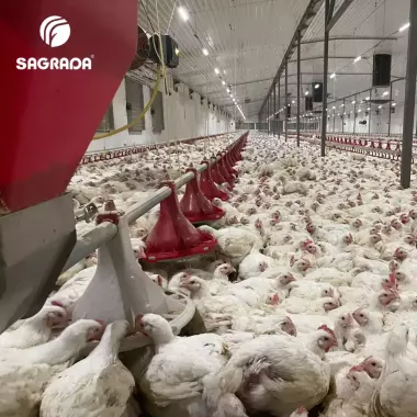 Линии кормления для бройлеров / Broyler tovuqlarini boqish liniyalari