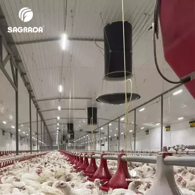 Вытяжные вентиляционные шахты для птичников