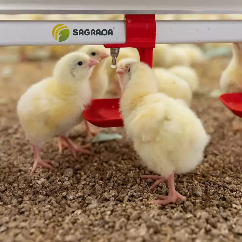 Линии поения для бройлеров / Broylerlar uchun ichimlik liniyalari