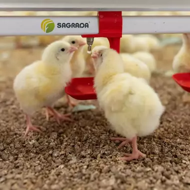 Линии поения для бройлеров / Broylerlar uchun ichimlik liniyalari