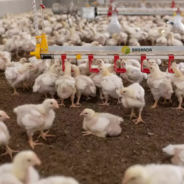 Линии поения для бройлеров / Broylerlar uchun ichimlik liniyalari