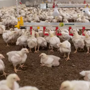 Линии поения для бройлеров / Broylerlar uchun ichimlik liniyalari