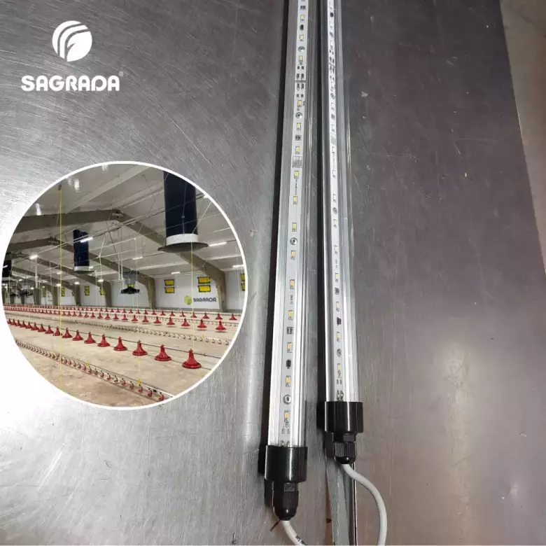 Светодиодное освещение для птичников / Parrandachilik uylari uchun LED yoritish