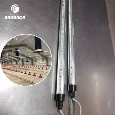 Светодиодное освещение для птичников / Parrandachilik uylari uchun LED yoritish